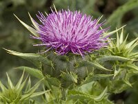 Silybum marianum 14, Mariadistel, Saxifraga-Jan van der Straaten