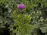 Silybum marianum 15, Mariadistel, Saxifraga-Willem van Kruijsbergen