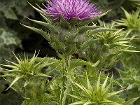 Silybum marianum 16, Mariadistel, Saxifraga-Willem van Kruijsbergen