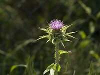 Silybum marianum 17, Mariadistel, Saxifraga-Jan van der Straaten