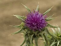 Silybum marianum 18, Mariadistel, Saxifraga-Jan van der Straaten