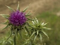 Silybum marianum 19, Mariadistel, Saxifraga-Jan van der Straaten