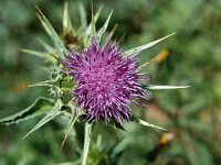 Silybum marianum 2, Mariadistel, Saxifraga-Jan van der Straaten