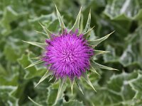 Silybum marianum 20, Mariadistel, Saxifraga-Peter Meininger