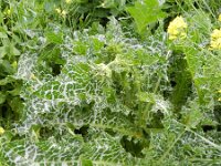 Silybum marianum 21, Mariadistel, Saxifraga-Rutger Barendse