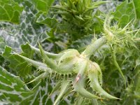 Silybum marianum 22, Mariadistel, Saxifraga-Rutger Barendse