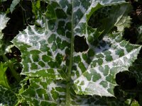 Silybum marianum 23, Mariadistel, Saxifraga-Rutger Barendse