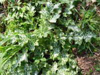 Silybum marianum 24, Mariadistel, Saxifraga-Rutger Barendse