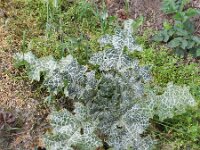 Silybum marianum 25, Mariadistel, Saxifraga-Rutger Barendse