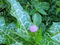 Silybum marianum 26, Mariadistel, Saxifraga-Rutger Barendse
