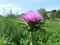 Silybum marianum 27, Mariadistel, Saxifraga-Rutger Barendse