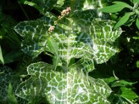 Silybum marianum 28, Mariadistel, Saxifraga-Rutger Barendse