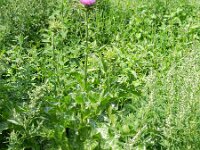 Silybum marianum 29, Mariadistel, Saxifraga-Rutger Barendse