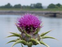 Silybum marianum 3, Mariadistel, Saxifraga-Ed Stikvoort