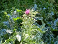 Silybum marianum 30, Mariadistel, Saxifraga-Rutger Barendse