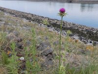 Silybum marianum 31, Mariadistel, Saxifraga-Ed Stikvoort