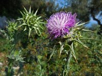 Silybum marianum 32, Mariadistel, Saxifraga-Ed Stikvoort