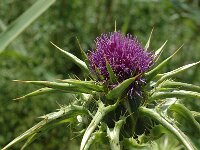 Silybum marianum 33, Mariadistel, Saxifraga-Jan van der Straaten