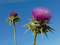 Silybum marianum 34, Mariadistel, Saxifraga-Ed Stikvoort