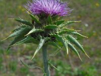 Silybum marianum 35, Mariadistel, Saxifraga-Ed Stikvoort