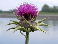 Silybum marianum 36, Mariadistel, Saxifraga-Ed Stikvoort