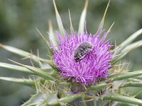 Silybum marianum 37, Mariadistel, Saxifraga-Rutger Barendse