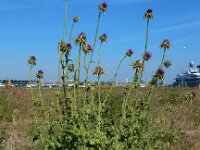 Silybum marianum 38, Mariadistel, Saxifraga-Ed Stikvoort