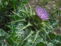 Silybum marianum 39, Mariadistel, Saxifraga-Ed Stikvoort