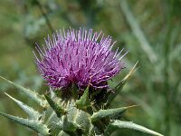Silybum marianum 4, Mariadistel, Saxifraga-Jan van der Straaten