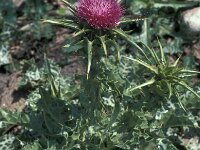 Silybum marianum 40, Mariadistel, Saxifraga-Jan van der Straaten