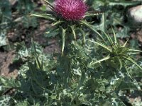 Silybum marianum 49, Mariadistel, Saxifraga-Jan van der Straaten