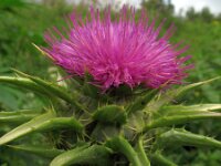 Silybum marianum 5, Mariadistel, Saxifraga-Rutger Barendse