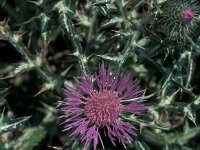 Silybum marianum 50, Mariadistel, Saxifraga-Jan van der Straaten