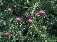 Silybum marianum 51, Mariadistel, Saxifraga-Jan van der Straaten
