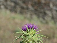 Silybum marianum 52, Mariadistel, Saxifraga-Michiel Drok