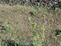 Silybum marianum 53, Mariadistel, Saxifraga-Michiel Drok