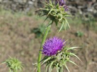 Silybum marianum 54, Mariadistel, Saxifraga-Michiel Drok