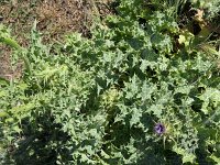 Silybum marianum 55, Mariadistel, Saxifraga-Michiel Drok