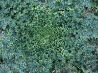 Silybum marianum 6, Mariadistel, Saxifraga-Dirk Hilbers