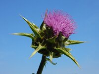 Silybum marianum 7, Mariadistel, Saxifraga-Ed Stikvoort