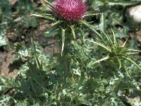 Silybum marianum 8, Mariadistel, Saxifraga-Jan van der Straaten
