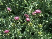 Silybum marianum 9, Mariadistel, Saxifraga-Jan van der Straaten