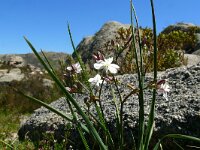 Simethis mattiazzii 3, Saxifraga-Hans Grotenhuis