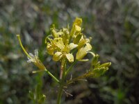 Sisymbrium altissimum 10, Hongaarse raket, Saxifraga-Ed Stikvoort