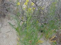 Sisymbrium altissimum 11, Hongaarse raket, Saxifraga-Ed Stikvoort