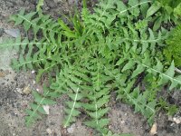 Sisymbrium altissimum 2, Hongaarse raket, Saxifraga-Rutger Barendse
