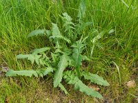 Sisymbrium altissimum 4, Hongaarse raket, Saxifraga-Rutger Barendse