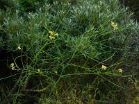 Sisymbrium altissimum 5, Hongaarse raket, Saxifraga-Ed Stikvoort