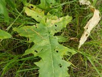 Sisymbrium altissimum 6, Hongaarse raket, Saxifraga-Rutger Barendse