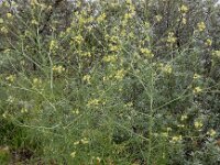 Sisymbrium altissimum 7, Hongaarse raket, Saxifraga-Ed Stikvoort